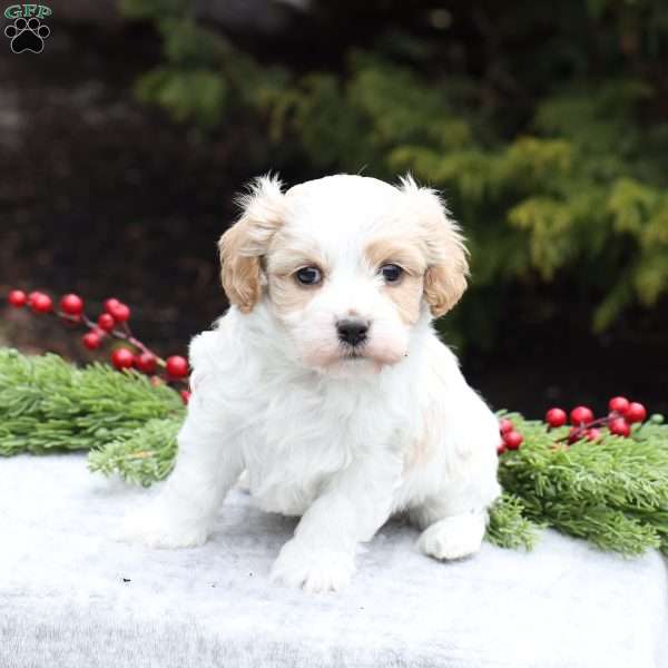 Bella, Cavachon Puppy